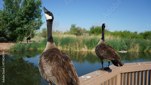 Photography Goose closes up portrait pictures on the top of the bridge in Wetlands Park Las
