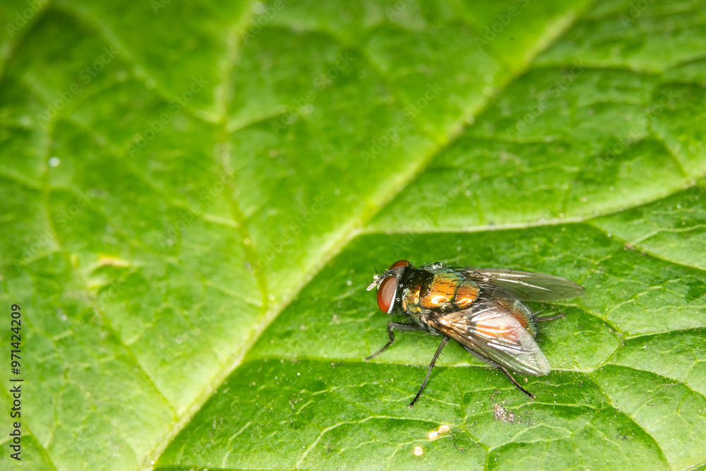 green and orange iridescent common green bottle fly on a vibrant green leaf, also known as sheep blowflies of the calliphoridae green and orange iridescent common green bottle fly on a vibrant green leaf, also known as sheep blowflies of the calliphoridae