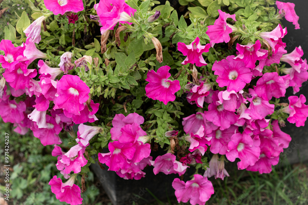 Pink petunias in a garden in Mont, Val D'Aran, Lleida Pink petunias in a garden in Mont, Val D'Aran, Lleida