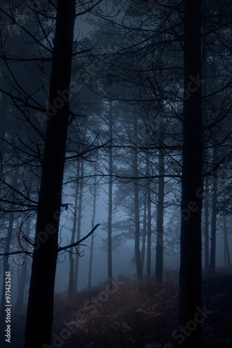 Foggy woods at dusk