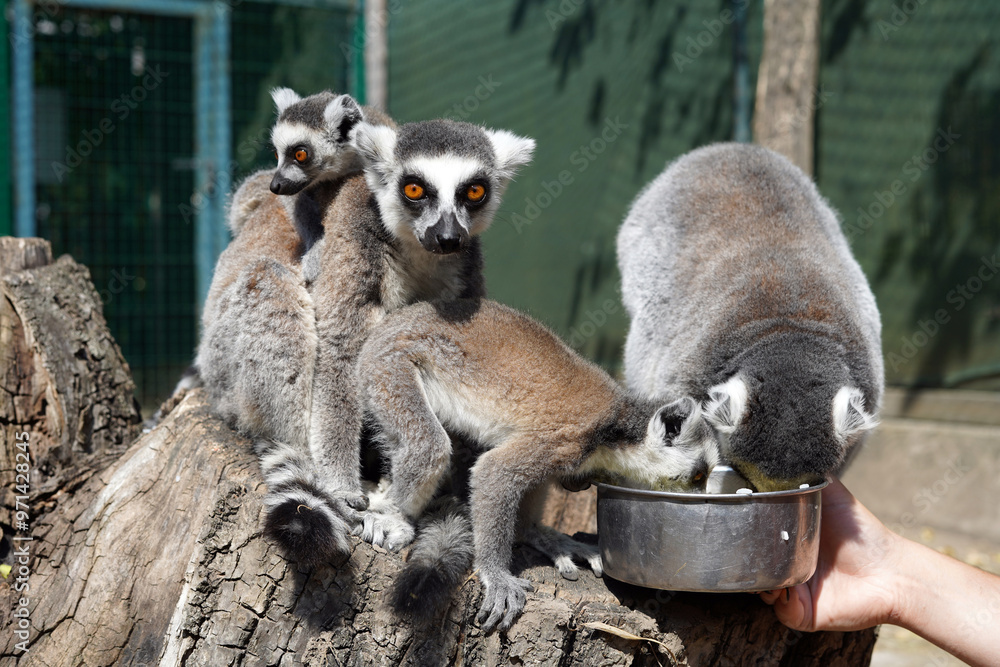 Obraz premium A group of lemurs feeding from a bowl.