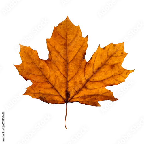 Wallpaper Mural Leaf isolated on a transparent background Torontodigital.ca