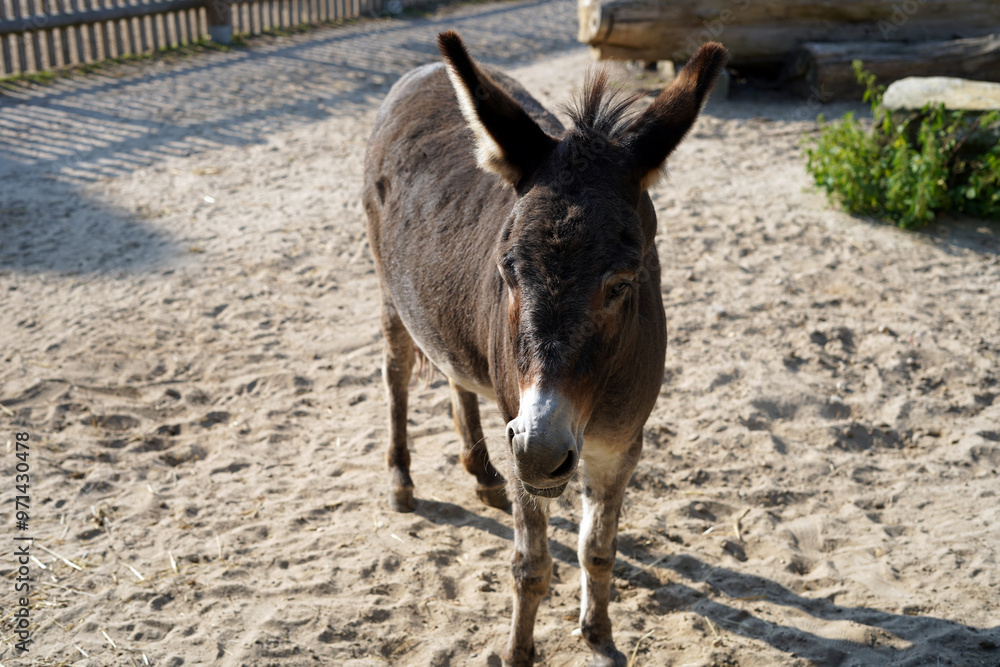 Donkey standing in an outdoor paddock. Donkey standing in an outdoor paddock.