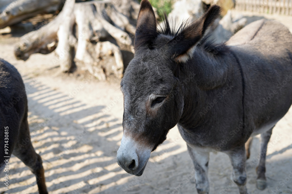 Fototapeta premium Close-up photo of a donkey. The animal is standing and resting.