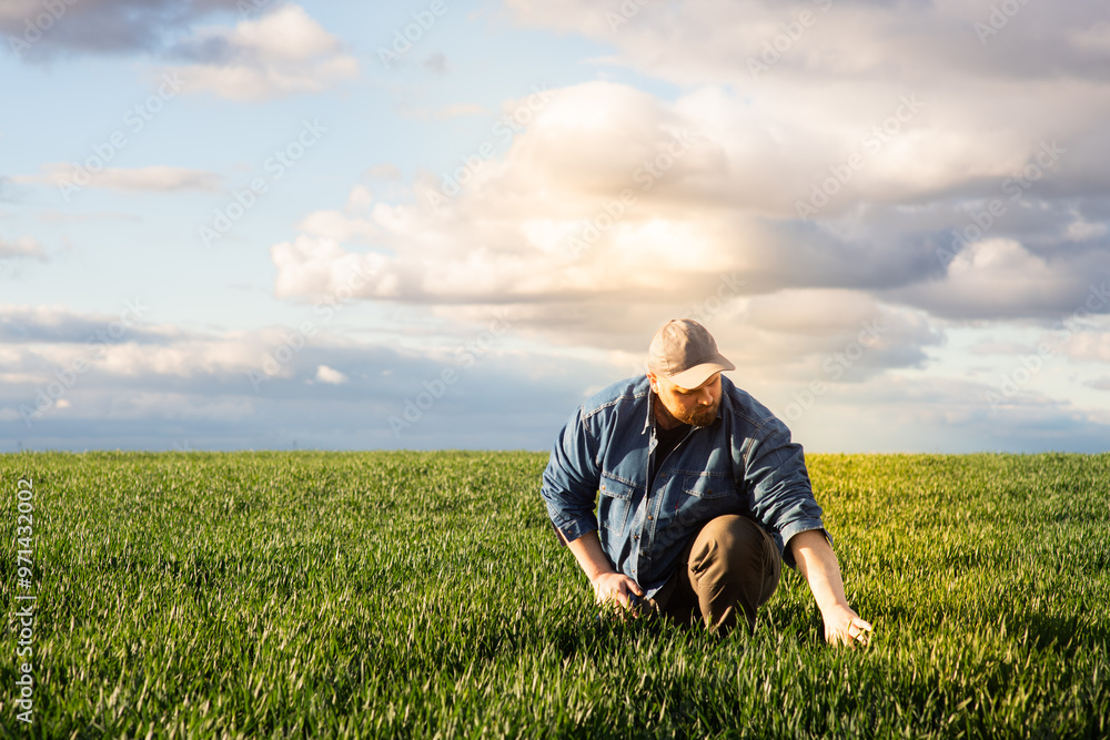 Young farmer examing planted wheat in the field Young farmer examing planted wheat in the field