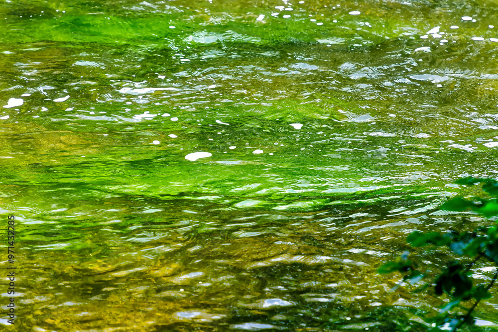 View of the water surface of the river Würm with intense green algae and plants View of the water surface of the river Würm with intense green algae and plants