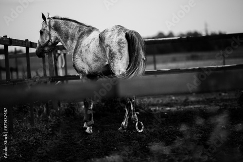 A black-and-white photograph of a horse grazing in a field on a farm. The horse is wearing shoes and is located in a paddock. The image depicts the agricultural industry and horse care. photo