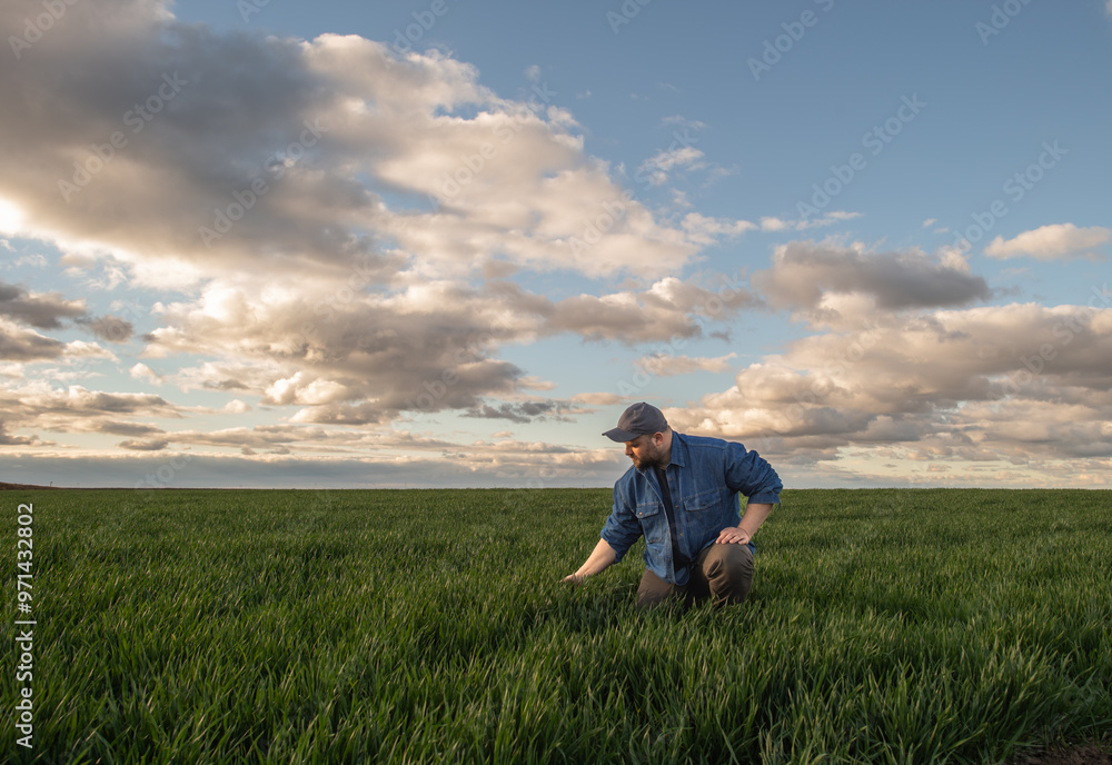 Young farmer examing planted wheat in the field Young farmer examing planted wheat in the field