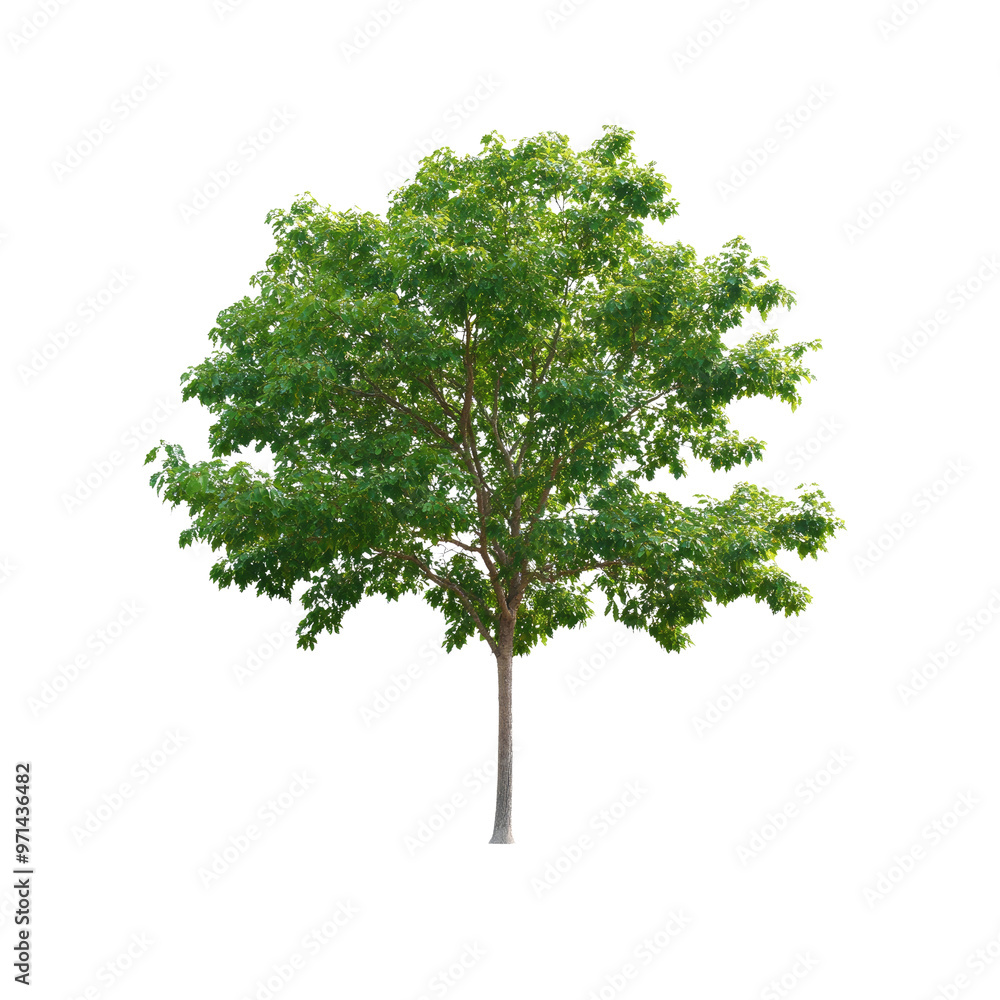 Fototapeta premium Lush Green Tree Isolated on White Background