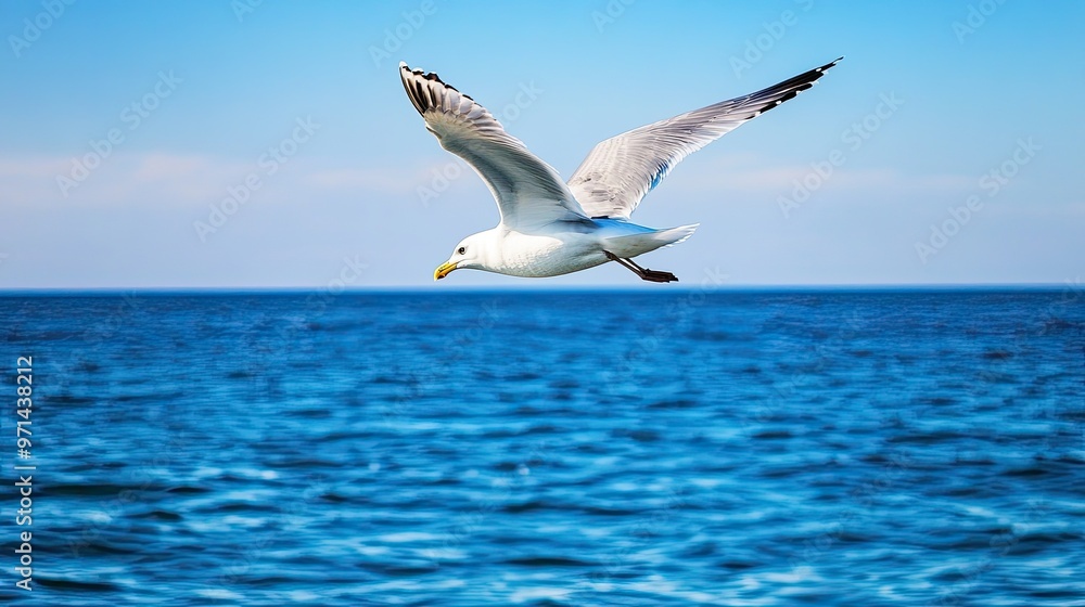 Seagull Flying Over Ocean Seagull Flying Over Ocean