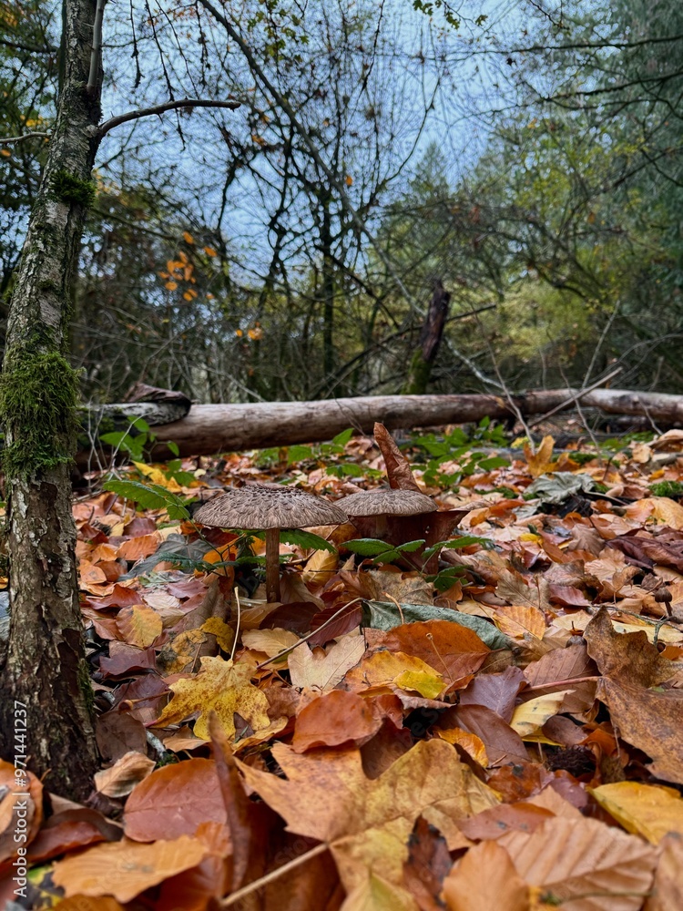 mushrooms during autumn in the woods mushrooms during autumn in the woods