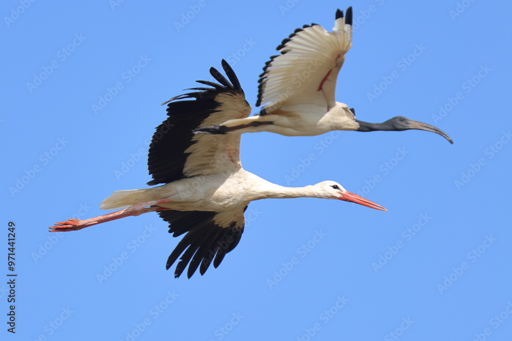 Fototapeta premium volo