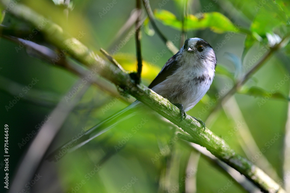 Obraz premium Schwanzmeise // Long-tailed tit (Aegithalos caudatus)