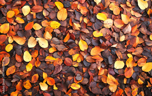 Top view of pile of colorful autumn leaves