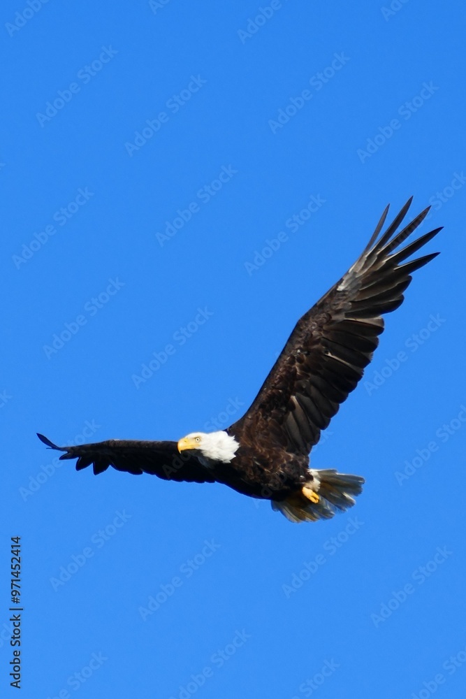 Naklejka premium american white-headed sea eagle