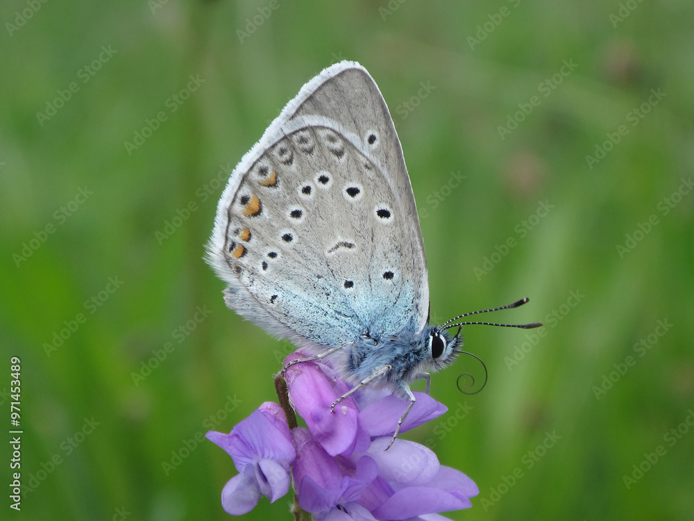 Amanda's blue butterfly (Polyommatus amandus) sitting on purple tuffted vetch flowers Amanda's blue butterfly (Polyommatus amandus) sitting on purple tuffted vetch flowers