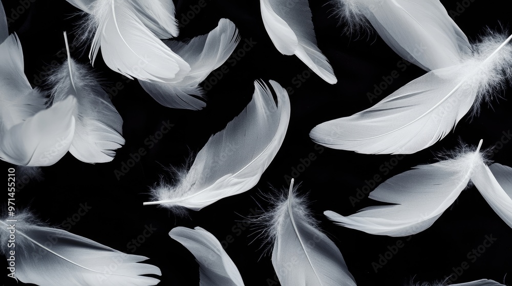 Fototapeta premium Artistic spread of white feathers on a dark black background, emphasizing their light and graceful form