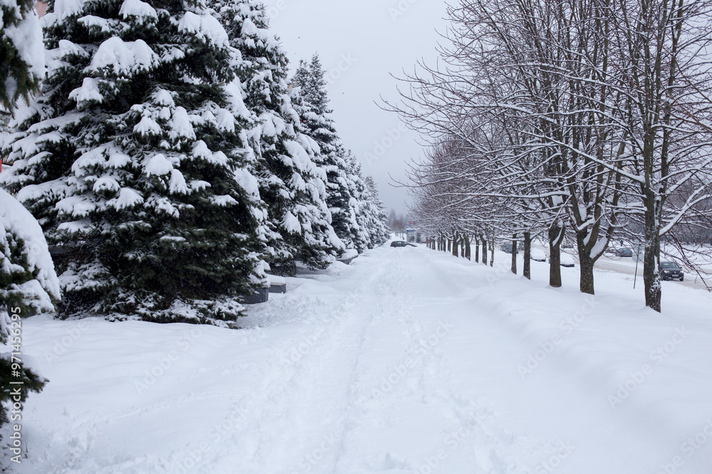 Snowy landscape, trees under fluffy and white snow Snowy landscape, trees under fluffy and white snow