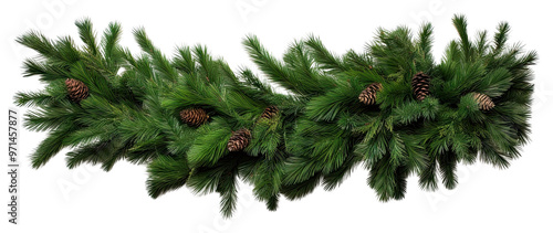 PNG Straight christmas tree pine garland plant fir white background.