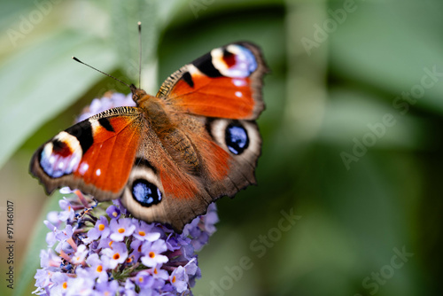 Der Schmetterlingsflieder Buddleja davidii und seine Besucher photo