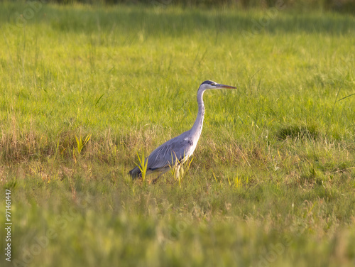 Reiher auf der Wiese photo