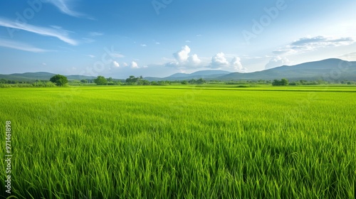 Tranquil Green Rice Paddy Field Under a Blue Sky