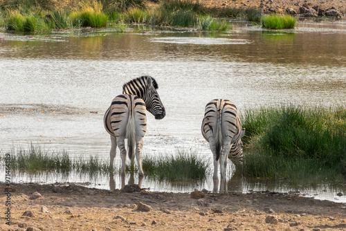 Photography Couple of mountain zebras drinking at a waterhole, view from behind, zebra butts