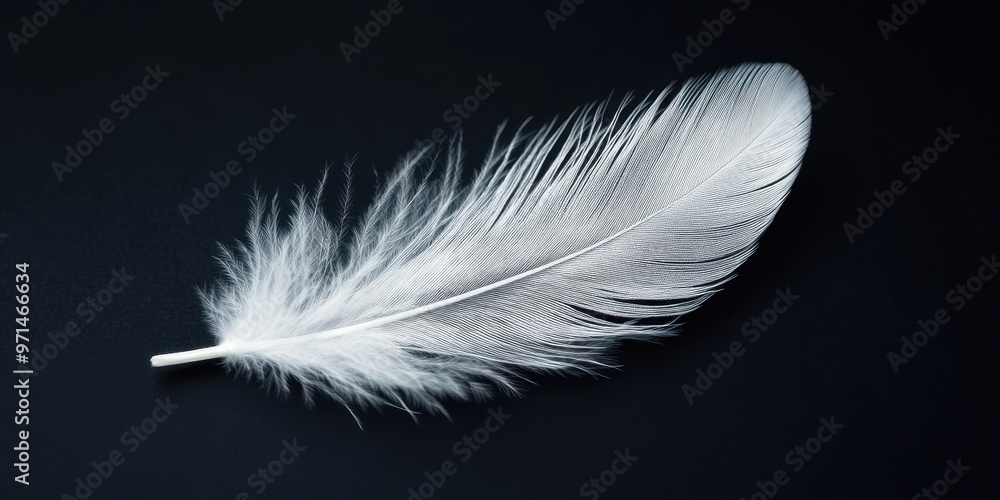 Elegance in Contrast: Single White Feather on Black Background, Symbolizing Lightness Concept in Minimalist Composition Elegance in Contrast: Single White Feather on Black Background, Symbolizing Lightness Concept in Minimalist Composition