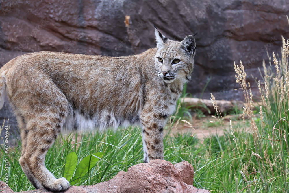 Fototapeta premium bobcat in the forest