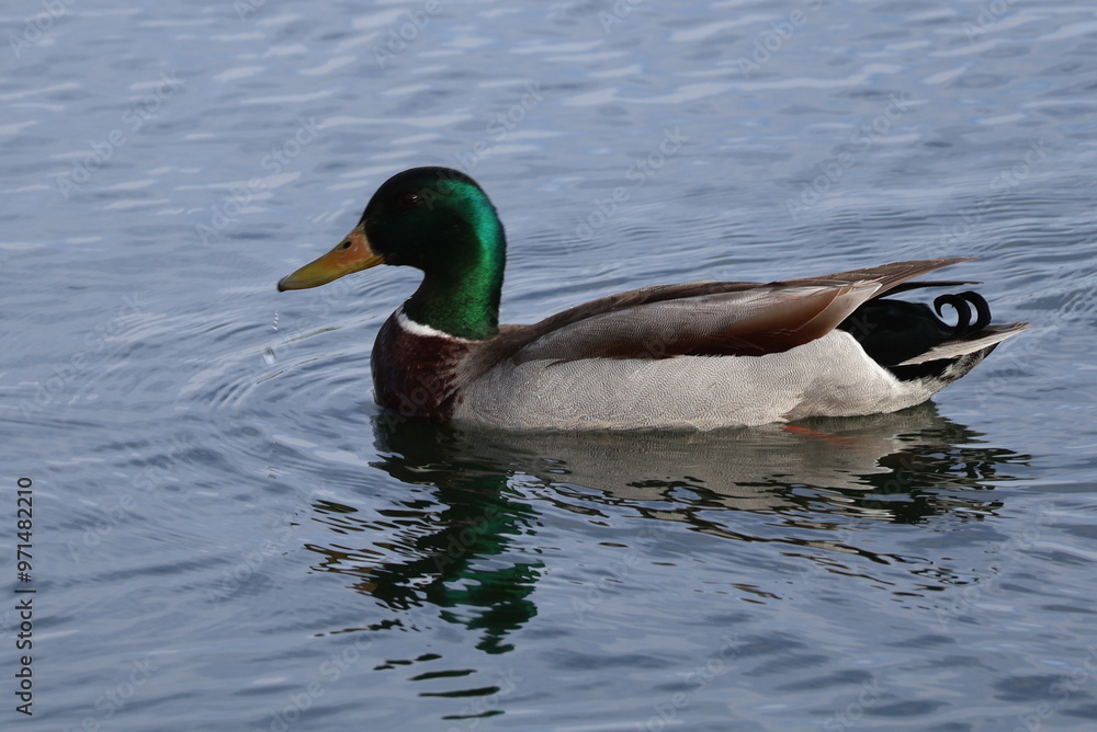duck on the water duck on the water