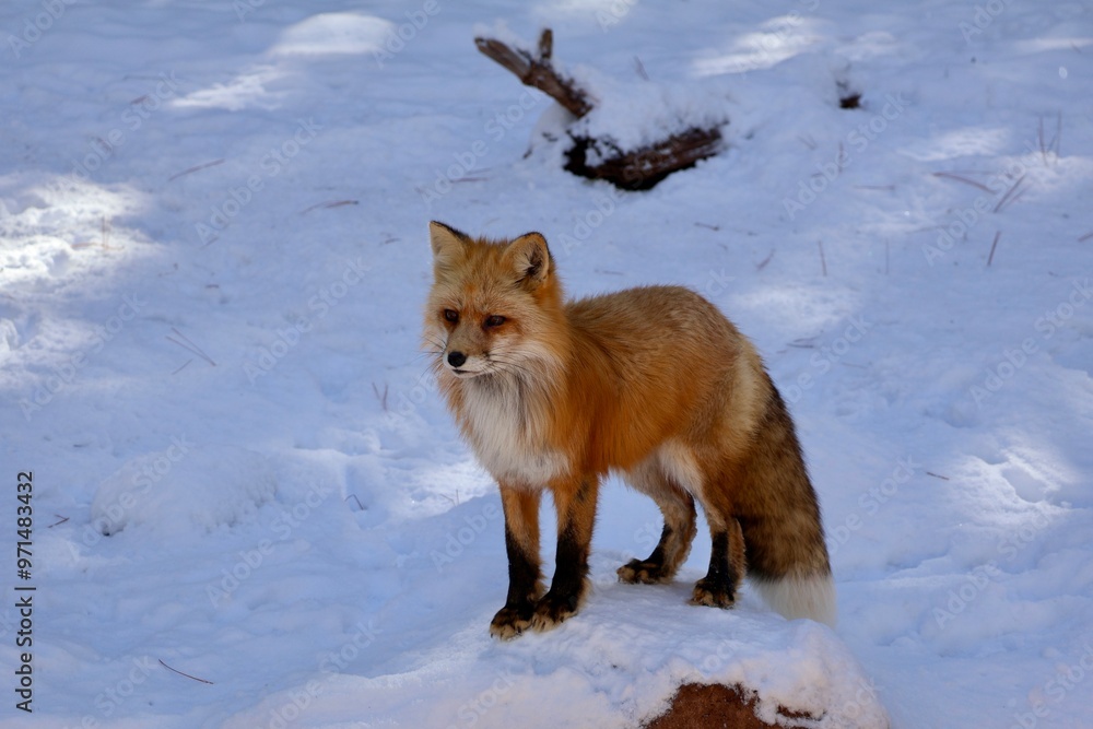 Fototapeta premium red fox in snow