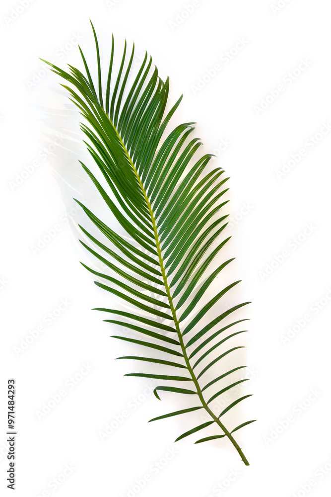 Tropical leaf palm tree ( sago palm ) on a white background with space for text. Top view, flat lay Tropical leaf palm tree ( sago palm ) on a white background with space for text. Top view, flat lay