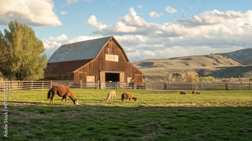 Alpaca Grazing in Front of a Rustic Barn