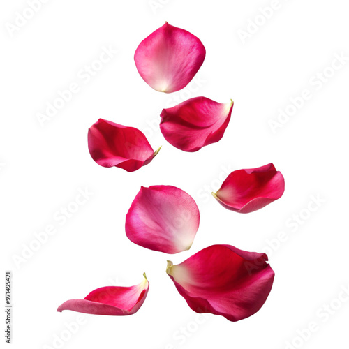 Wallpaper Mural Rose flower petals flying, isolated on white, transparent png. Torontodigital.ca