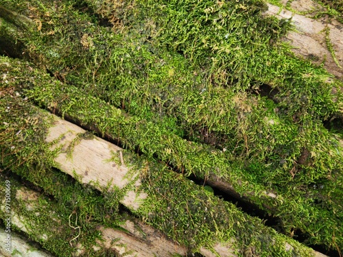 moss on the tree wall