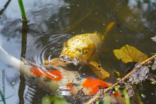 golden koï carps in a pond photo