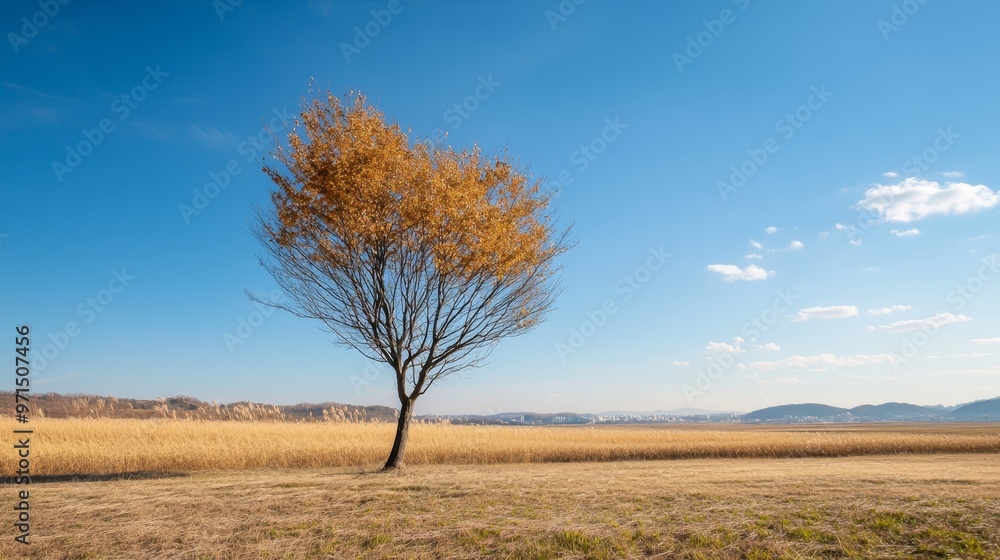 A solitary tree stands in the midst of a dry, grassy field, mountains distant A solitary tree stands in the midst of a dry, grassy field, mountains distant