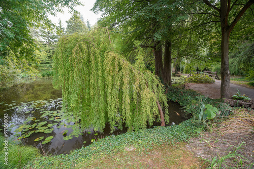 Photography pond of the british botanical garden of Bratislava