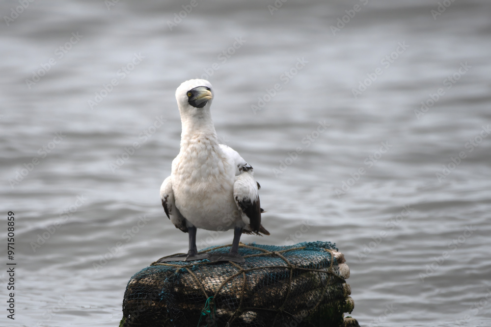 masked booby (Sula dactylatra), also called the masked gannet or the blue-faced booby, a large seabird observed on Mumbai coast in Maharashtra, India in monsoons masked booby (Sula dactylatra), also called the masked gannet or the blue-faced booby, a large seabird observed on Mumbai coast in Maharashtra, India in monsoons