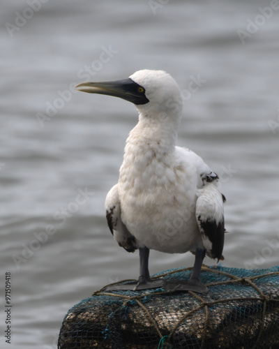 masked booby (Sula dactylatra), also called the masked gannet or the blue-faced booby, a large seabird observed on Mumbai coast in Maharashtra, India in monsoons photo