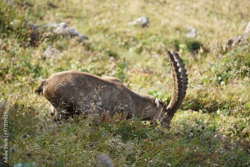 Steinbock in den Alpen