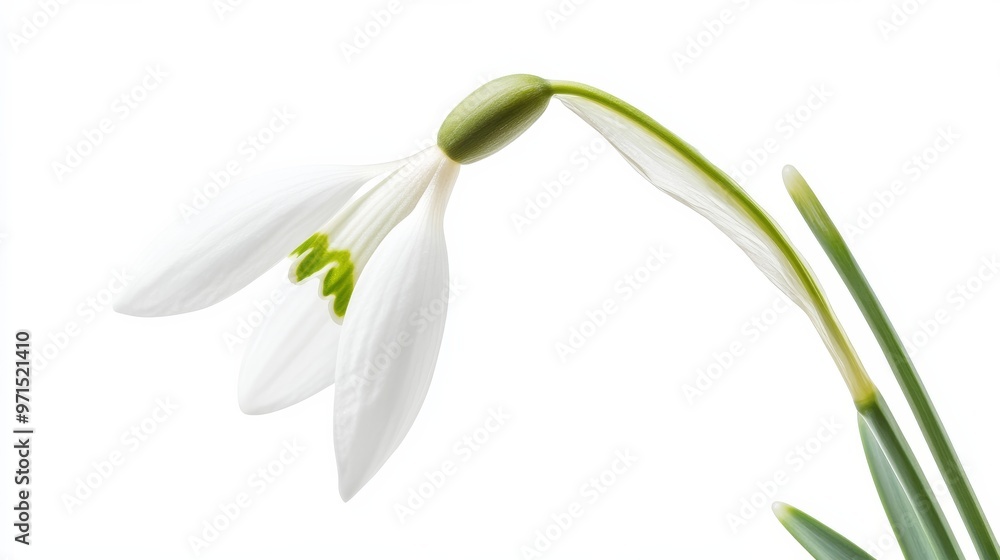 Delicate White Snowdrop Flower on a White Background, Snowdrop , Flower , Spring Delicate White Snowdrop Flower on a White Background, Snowdrop , Flower , Spring