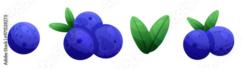 Set of blueberry with green leaves. Vector illustration