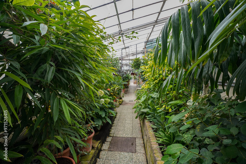 Photography tropical vegetation in the british botanical garden greenhouse of bratislava
