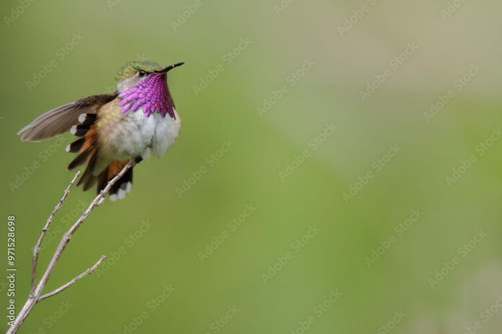 Naklejka premium Colibríe zumbador mexicano . Selasphorus heloisa