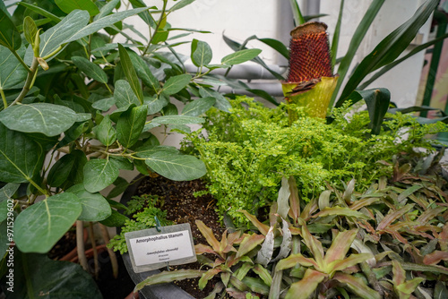 Canvas Print tropical vegetation in the british botanical garden greenhouse of bratislava