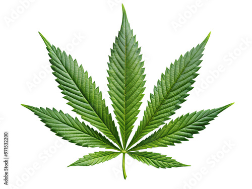 Cannabis leaf isolated on white, as transparent png 