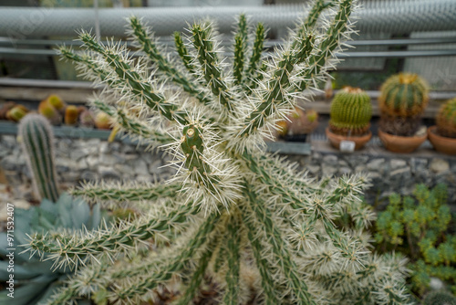 Photography tropical plants and lush vegetation  in the botanical garden greenhouse of  Brat