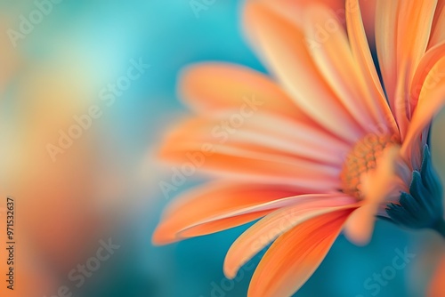 close up of orange gerbera flower