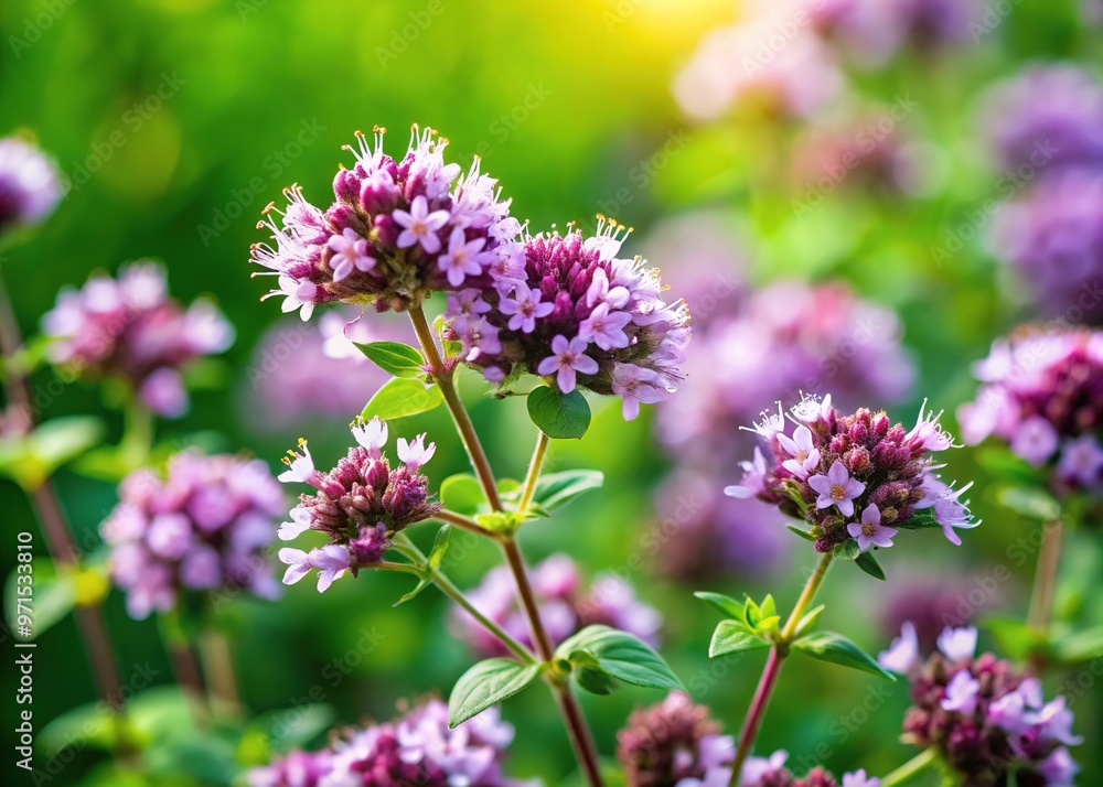 Vibrant purple oregano flowers bloom amidst lush green foliage, showcasing delicate petals and intricate stem details in a warm, soft-focused, natural light setting. Vibrant purple oregano flowers bloom amidst lush green foliage, showcasing delicate petals and intricate stem details in a warm, soft-focused, natural light setting.